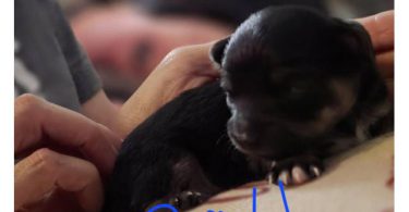 3 male and 1 female Chiweenie puppies