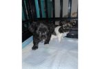 Havanese toy poodle mix
