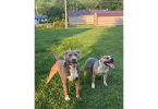 Tricolor American Bulldog puppies