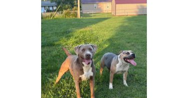 Tricolor American Bulldog puppies