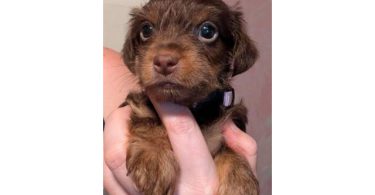 Snorkie puppy