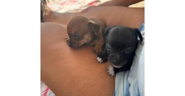 2 Chiweenie Puppies Ready for New Homes