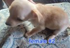 3 cute and playful Chihuahua puppies