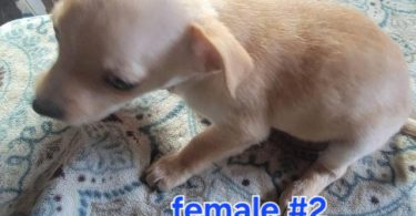 3 cute and playful Chihuahua puppies
