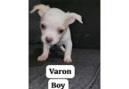 Varon