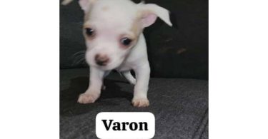 Varon