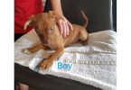 5 little Chi Pit puppies