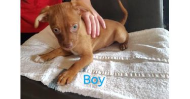 5 little Chi Pit puppies