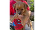 2 Porkie puppies need a home