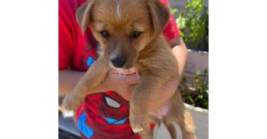 2 Porkie puppies need a home