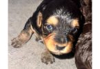 4 full-blooded Yorkipoo puppies