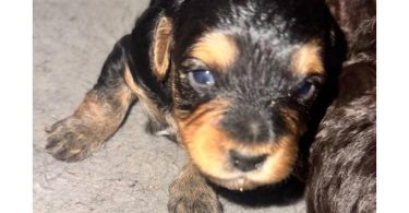 4 full-blooded Yorkipoo puppies