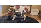 Male Beagle puppies