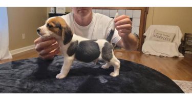 Male Beagle puppies