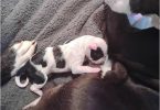 Red nose x blue nose puppies