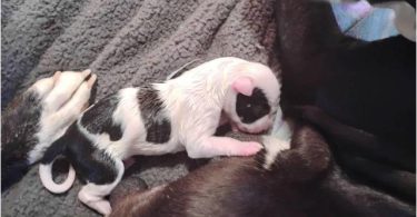 Red nose x blue nose puppies