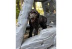 Milo the Labradoodle Pup Needs a Home