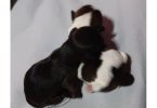 Shih-Tzu Puppies – 2 Litters Available