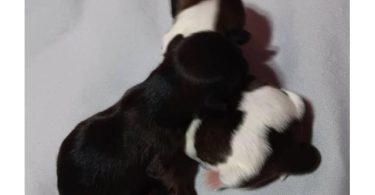 Shih-Tzu Puppies – 2 Litters Available