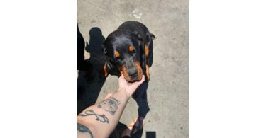 3 Female Rottie Puppies – $100 Each