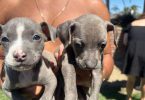 9 beautiful Pitbulls