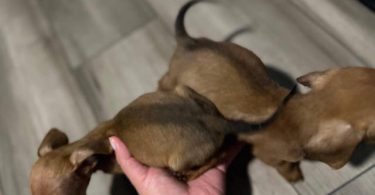 2 male Chiweenies