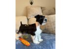 Arlo Needs a New Home