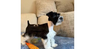 Arlo Needs a New Home