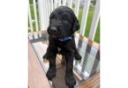 Low shedding Goldendoodles
