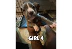 5 Pitbull puppies available