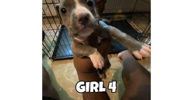 5 Pitbull puppies available