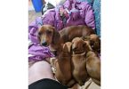 Standard Dachshund Puppies