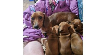 Standard Dachshund Puppies