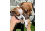 Chihuahua Puppies for Adoption – $350