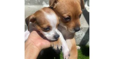 Chihuahua Puppies for Adoption – $350