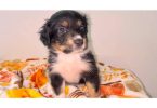 Purebred Australian shepherds
