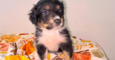 Purebred Australian shepherds