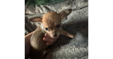 Chiweenie and Chipoo
