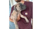 Champion bloodline ICCF registered Cane Corso puppies