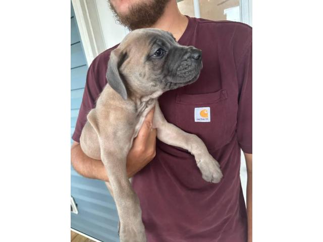 Champion bloodline ICCF registered Cane Corso puppies
