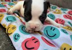 3 Pitbull Puppies Ready Now