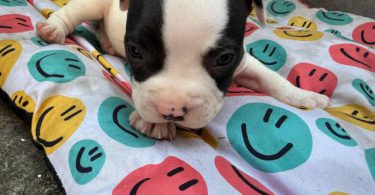 3 Pitbull Puppies Ready Now
