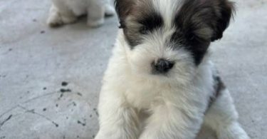 2 Male Purebred Lhasa Apso puppies