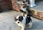 2 Male Purebred Lhasa Apso puppies