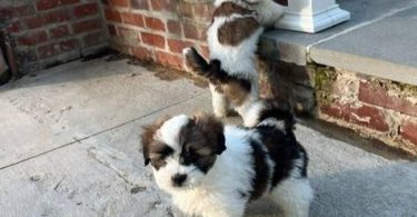 2 Male Purebred Lhasa Apso puppies