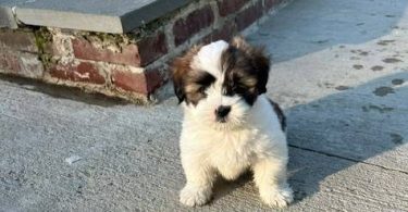 2 Male Purebred Lhasa Apso puppies
