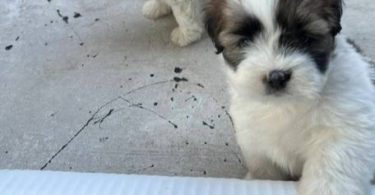 2 Male Purebred Lhasa Apso puppies